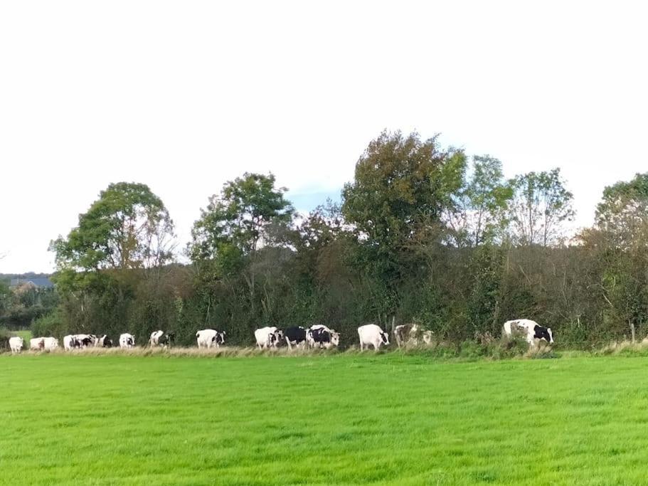 Gite La Dame Au Lit Gite A La Ferme Momignies المظهر الخارجي الصورة